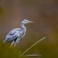 oiseaux_191