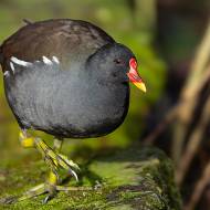 oiseaux_192