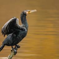 oiseaux_193