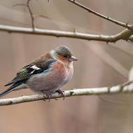 oiseaux_194