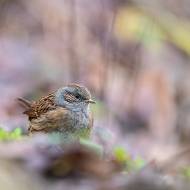 oiseaux_195
