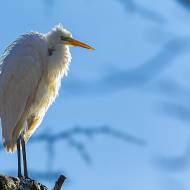 oiseaux_196