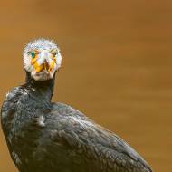 oiseaux_197