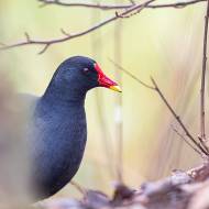 oiseaux_198