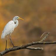 oiseaux_199