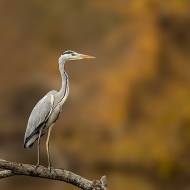 oiseaux_200