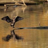 oiseaux_201