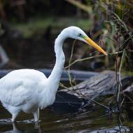 oiseaux_202