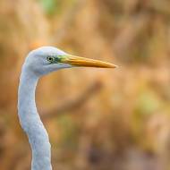 oiseaux_203