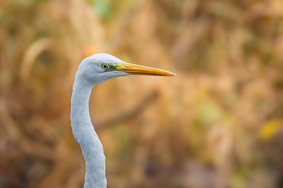 oiseaux_203