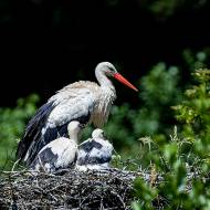 oiseaux_204