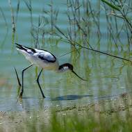 oiseaux_205