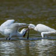 oiseaux_206