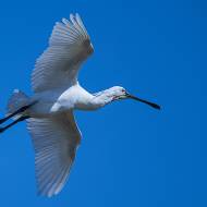 oiseaux_207