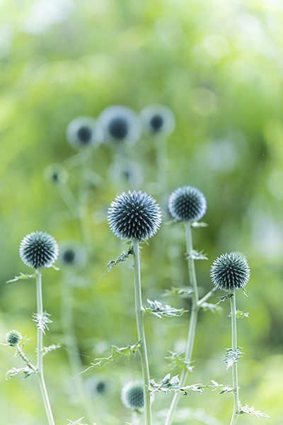 fleur_39