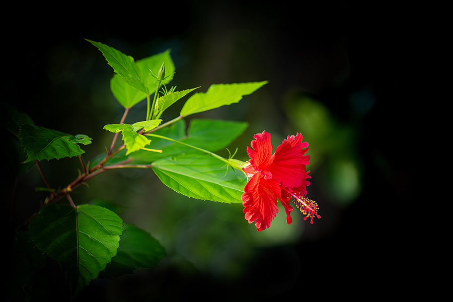 fleur_44