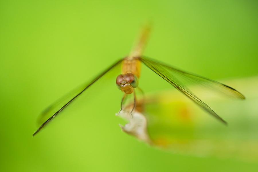 macro_003