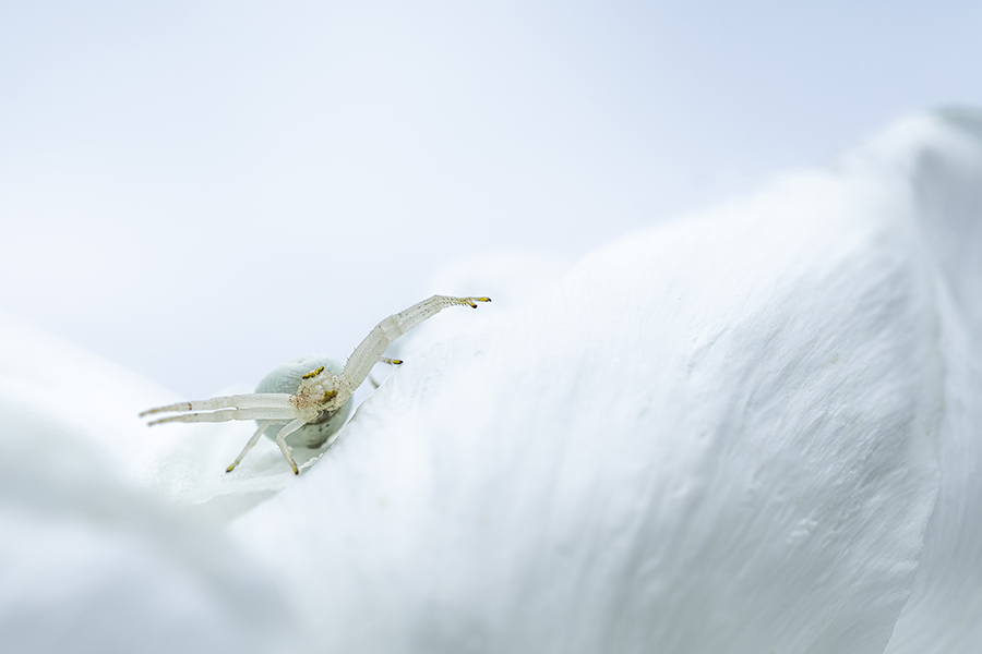 macro_049