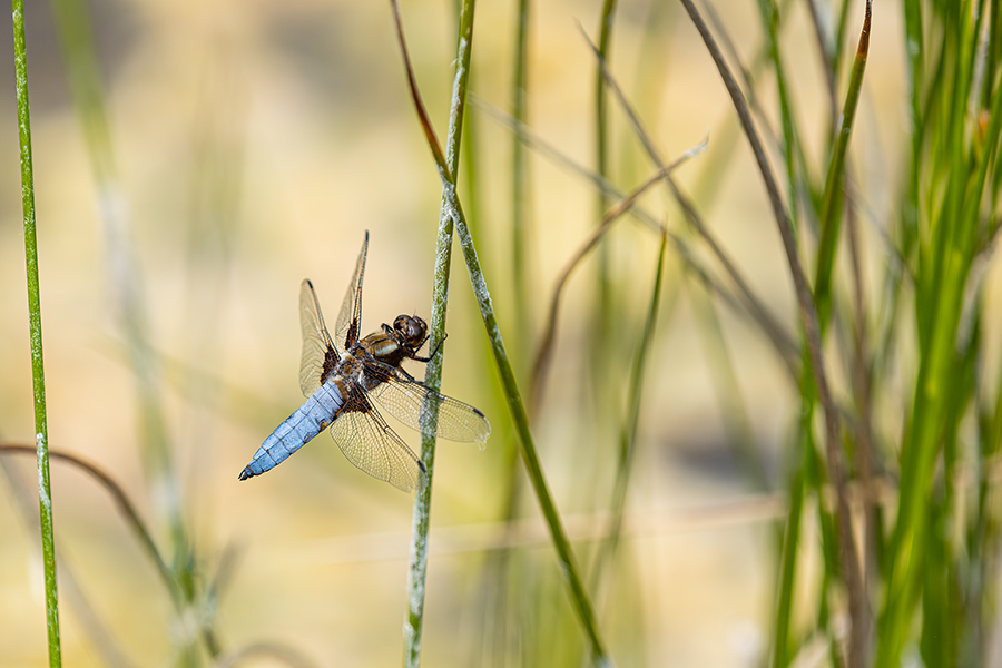 macro_093