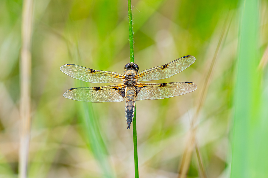 macro_094