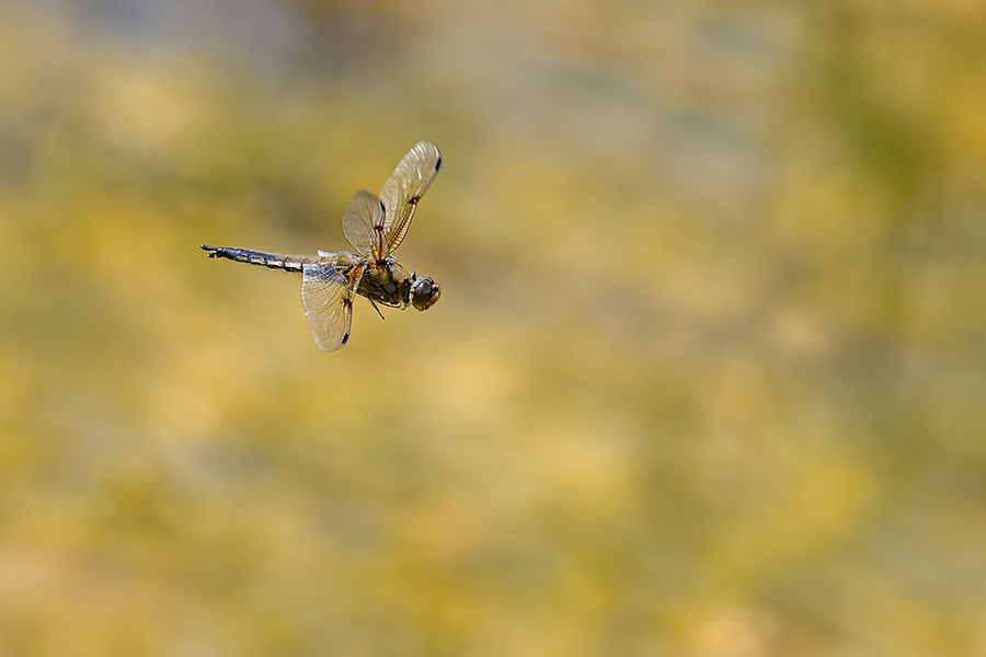 macro_095