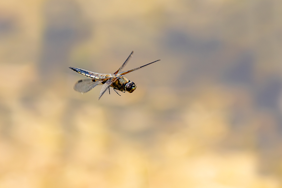 macro_096