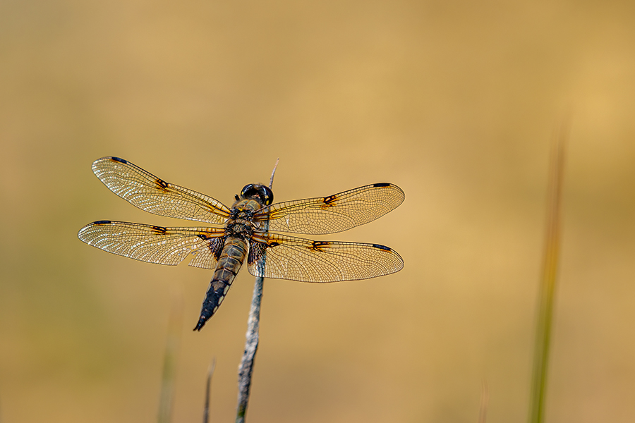 macro_097