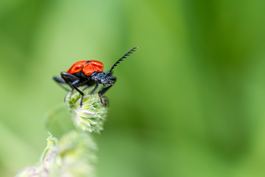 macro_098
