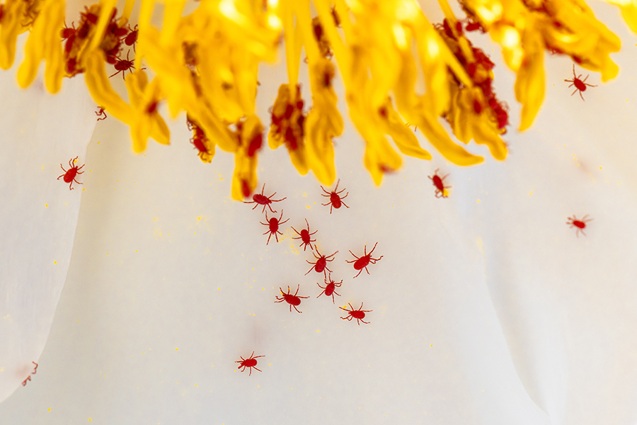 macro_099