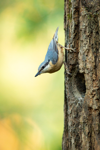 OISEAUX