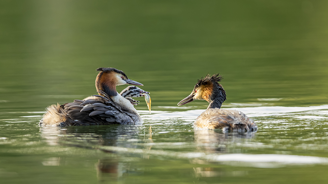 oiseaux_084