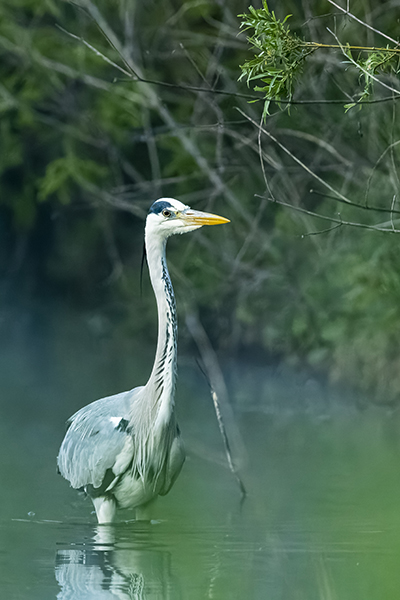 oiseaux_090