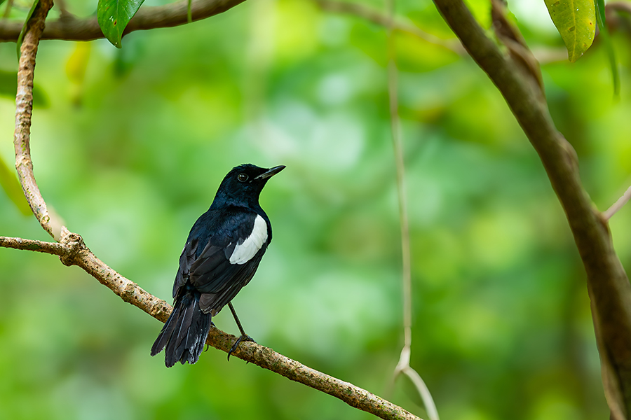 oiseaux_182