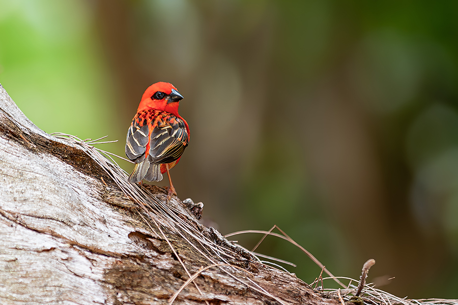 oiseaux_187