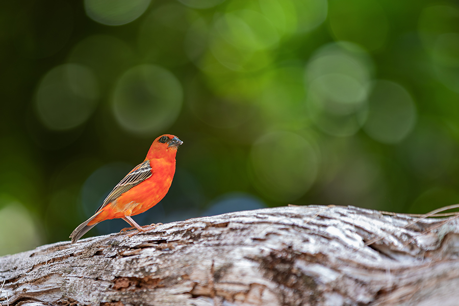 oiseaux_188