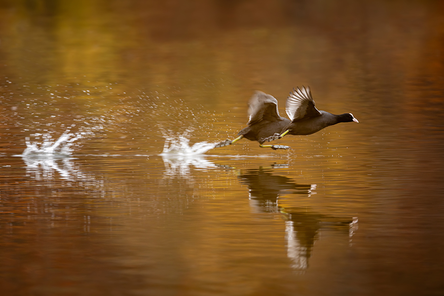 oiseaux_189