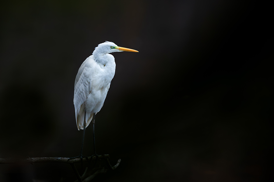 oiseaux_190