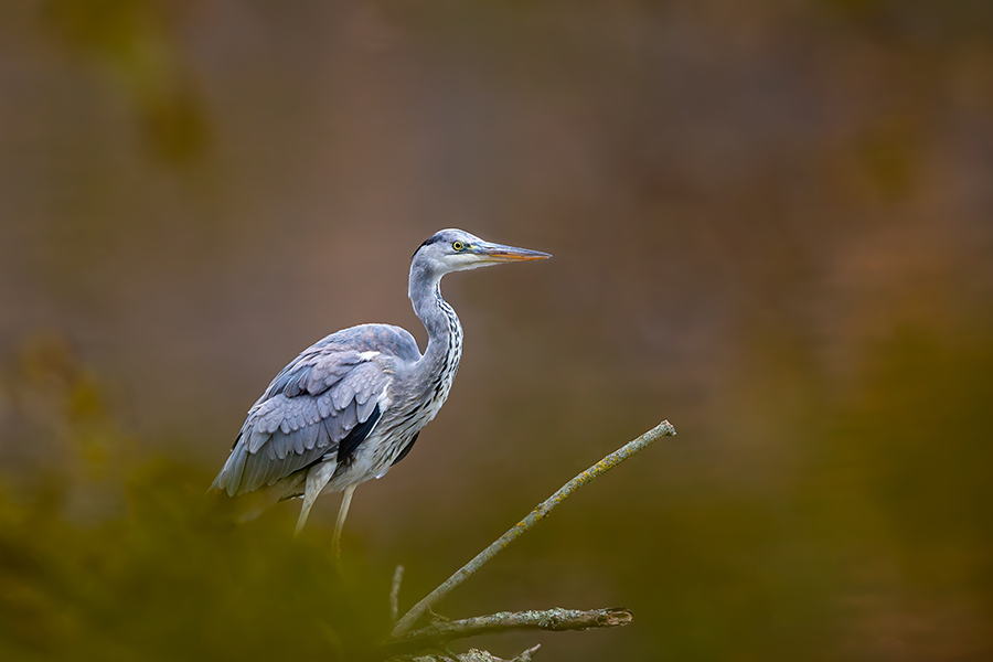 oiseaux_191