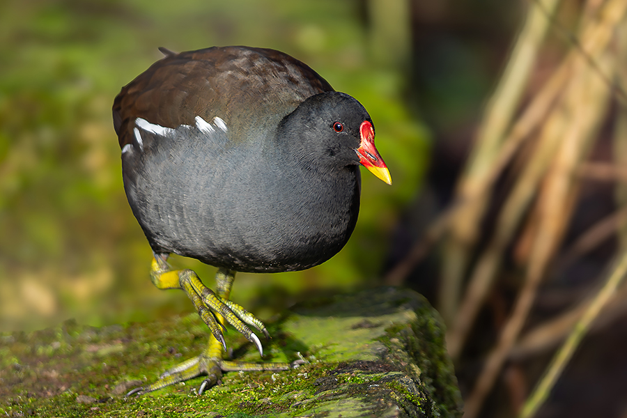 oiseaux_192