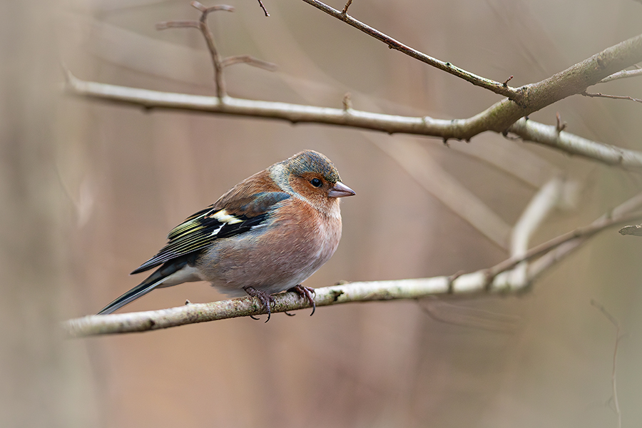 oiseaux_194