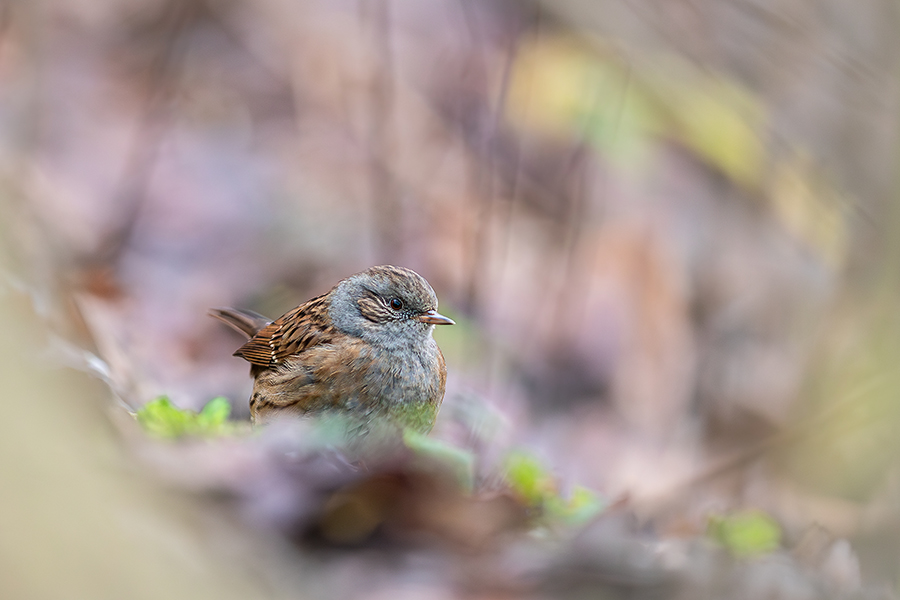 oiseaux_195