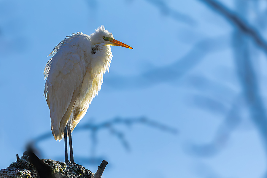 oiseaux_196