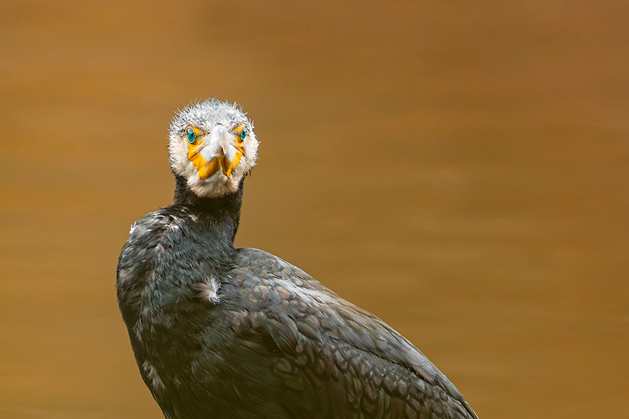 oiseaux_197