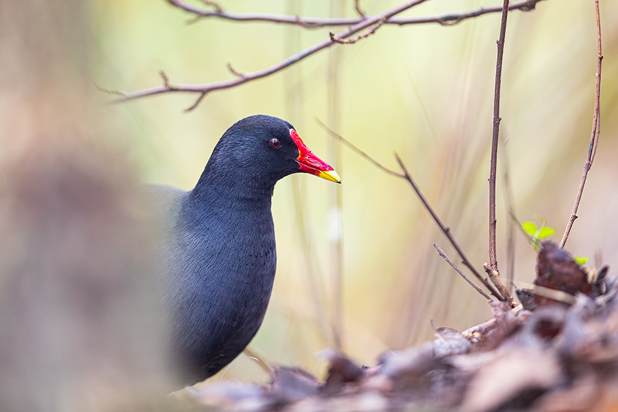 oiseaux_198
