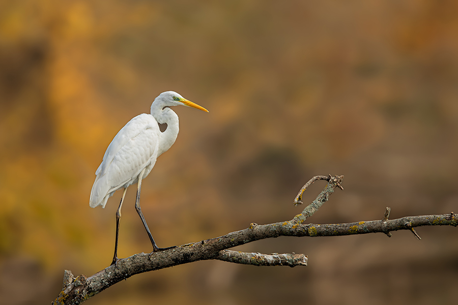 oiseaux_199
