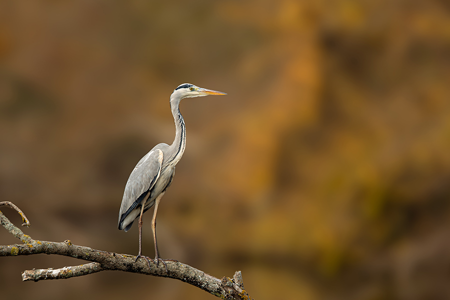 oiseaux_200