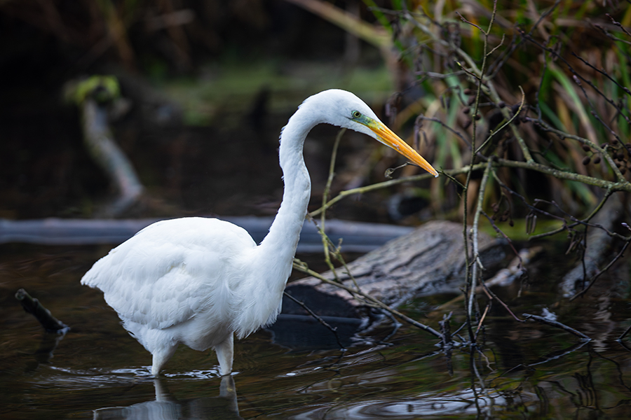 oiseaux_202