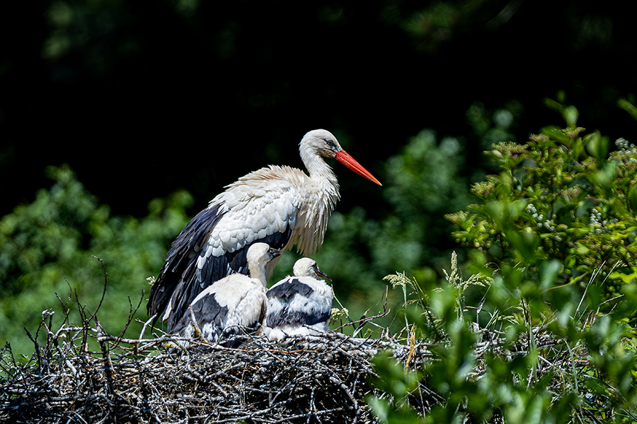 oiseaux_204