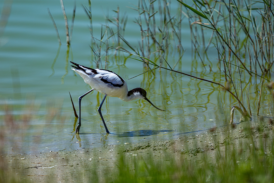 oiseaux_205