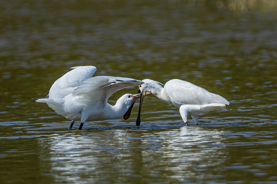 oiseaux_206